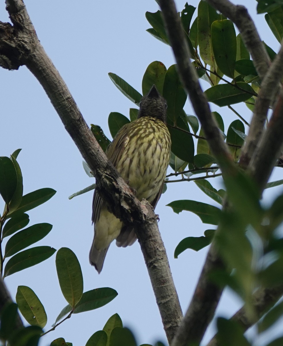 Bare-throated Bellbird - ML642429644