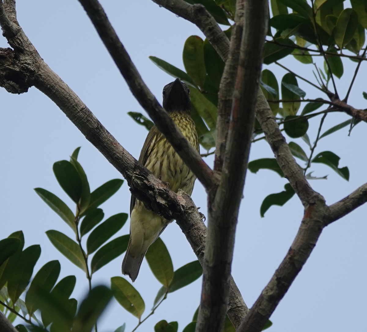 Bare-throated Bellbird - ML642429662