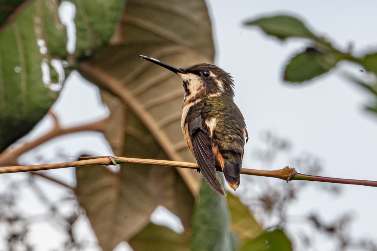 Colibri de Mitchell - ML642429686