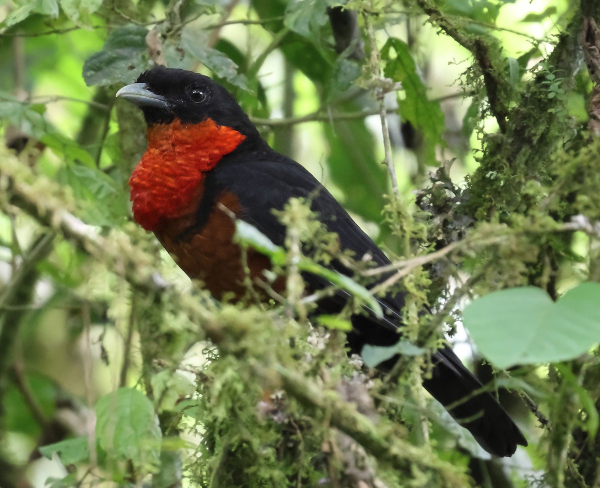 Red-ruffed Fruitcrow - ML642429691