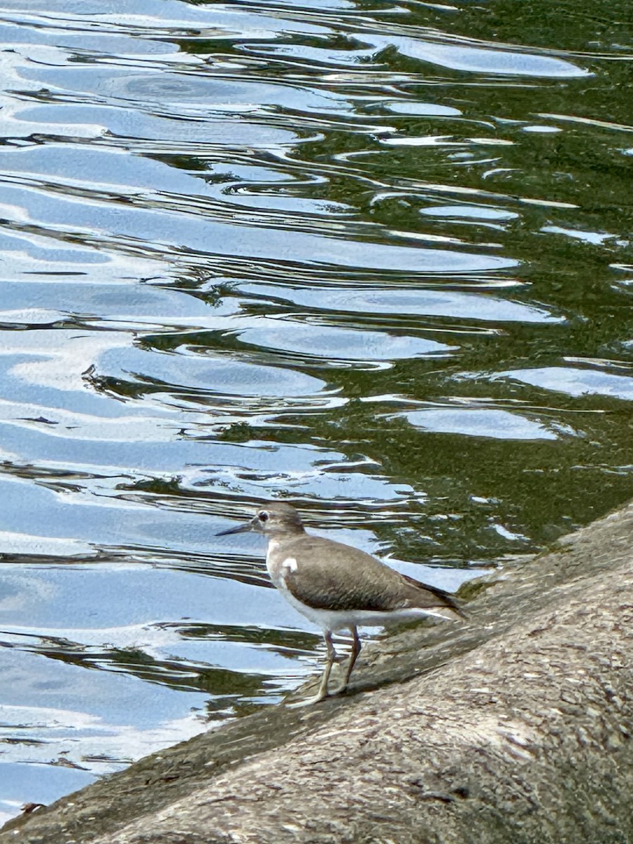 strandsnipe - ML642429706