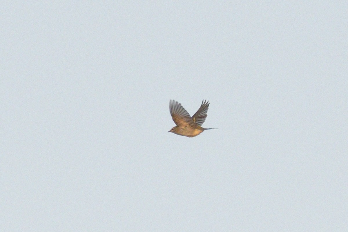 Chestnut-sided Warbler - ML642429718