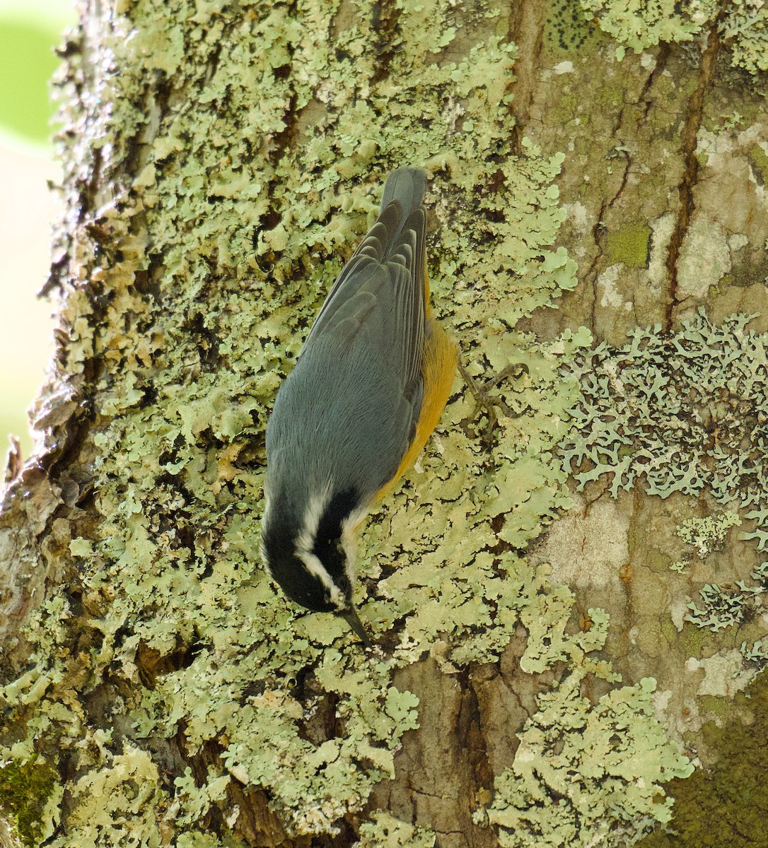 Red-breasted Nuthatch - ML642429724