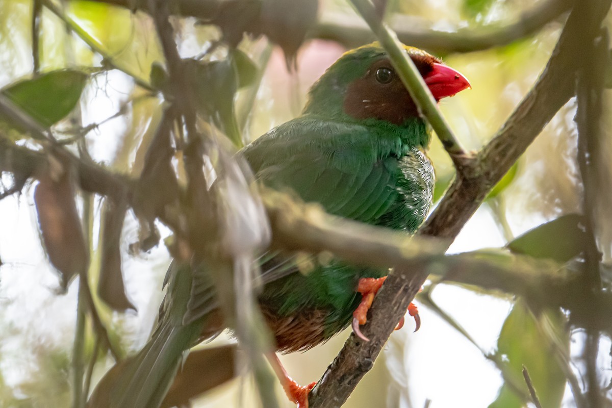 Grass-green Tanager - ML642429747