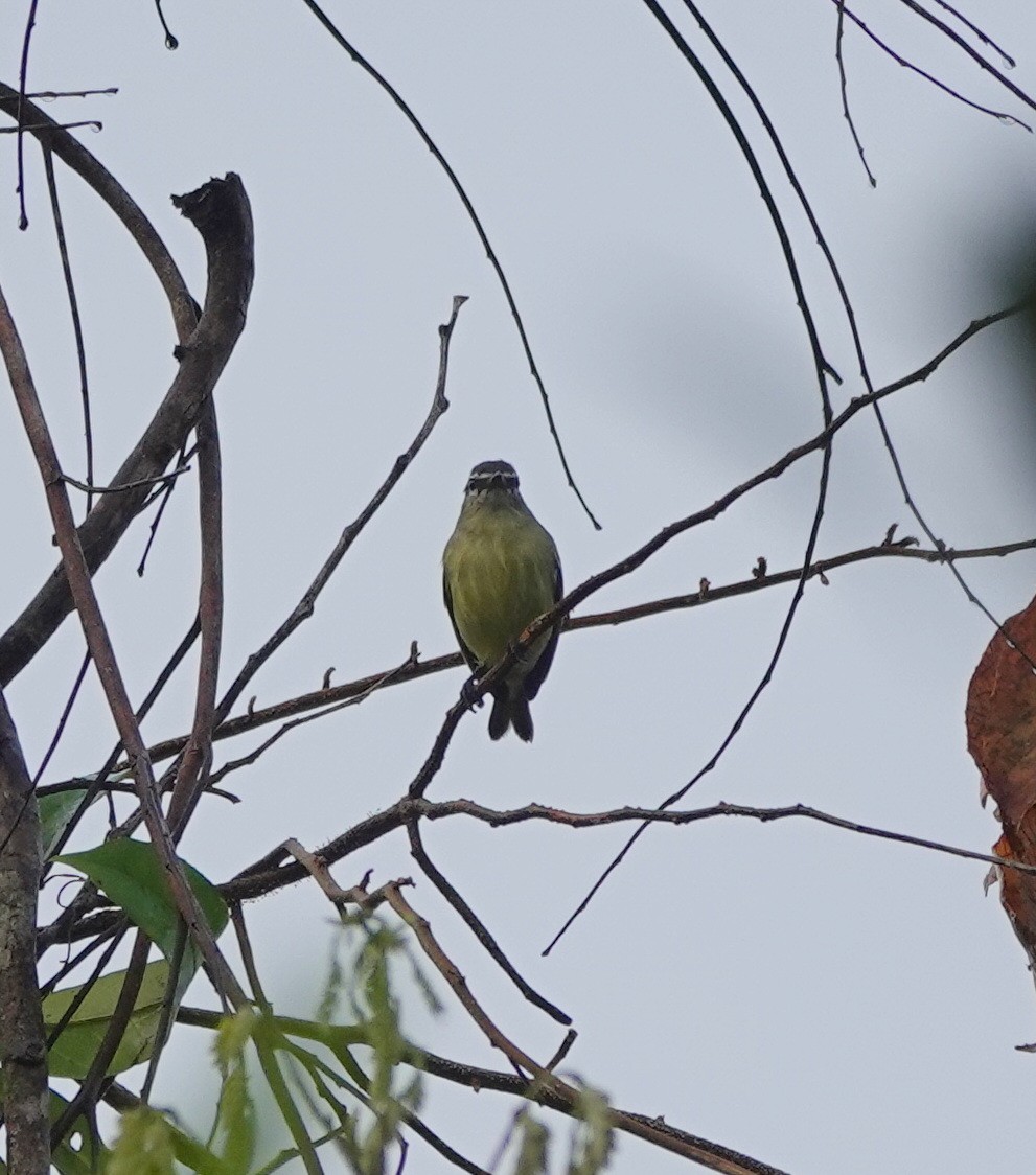 White-lored Tyrannulet - ML642429749