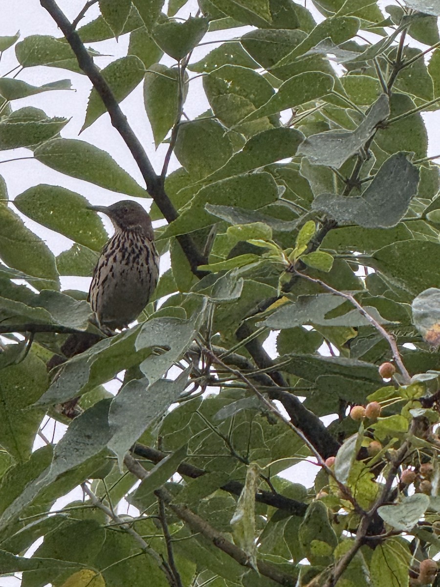 Brown Thrasher - ML642429750