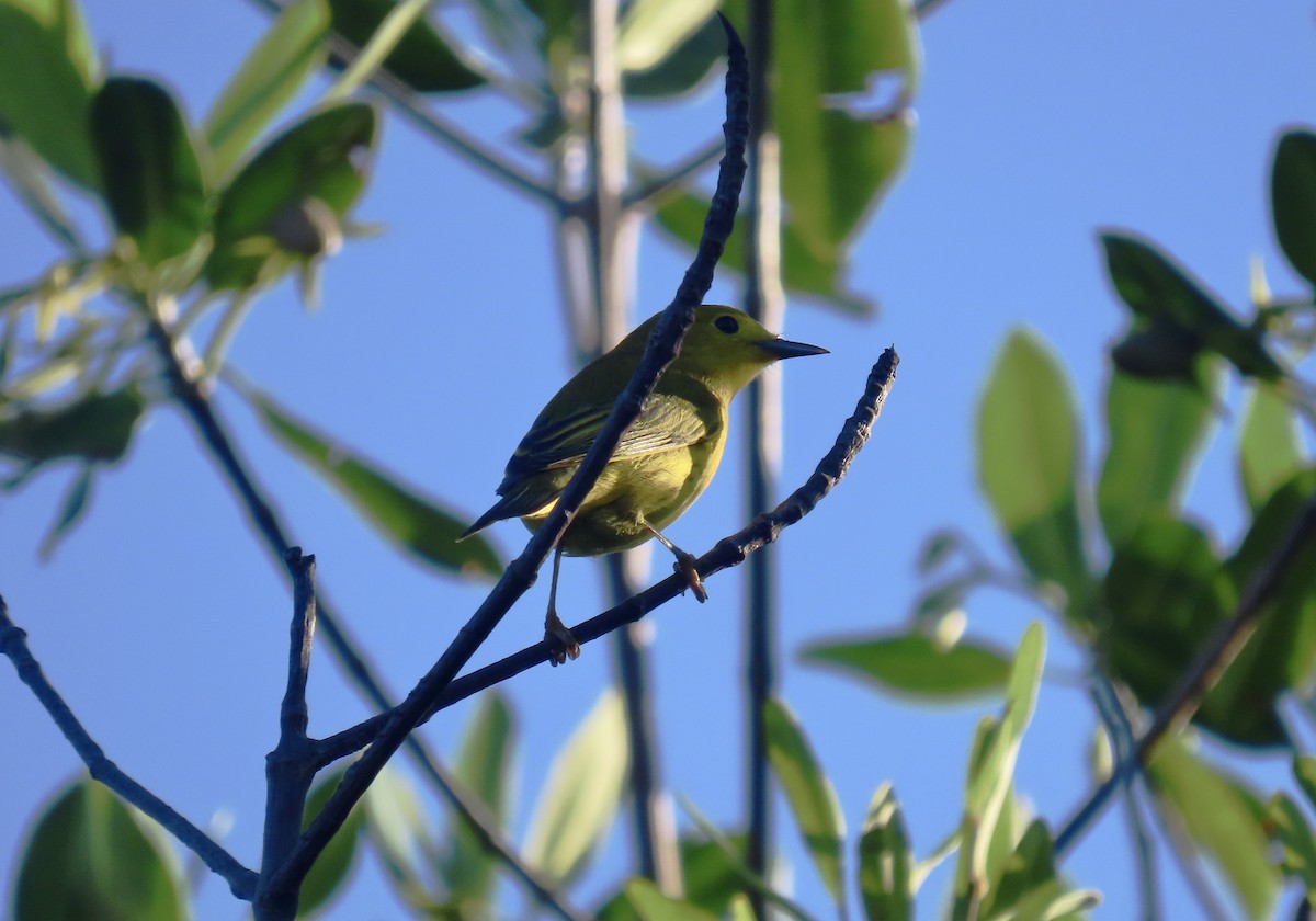 Yellow Warbler - ML642429765