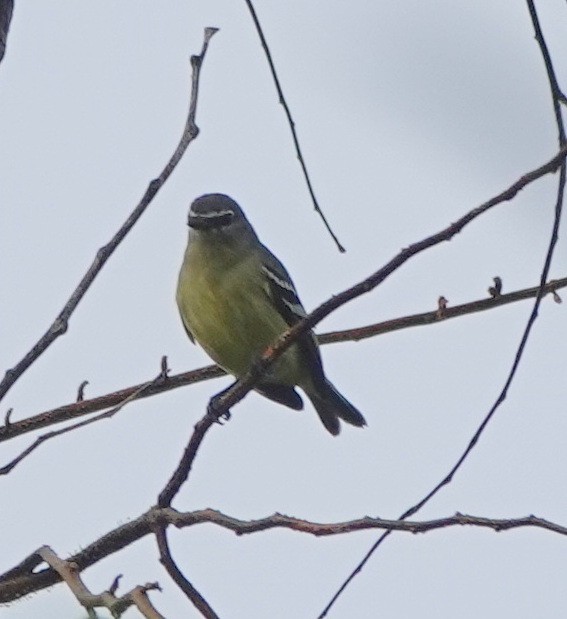 White-lored Tyrannulet - ML642429779