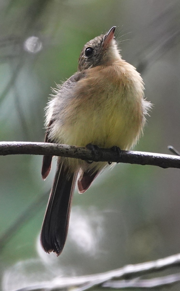 Whiskered Flycatcher (Yellow-rumped) - ML642429792