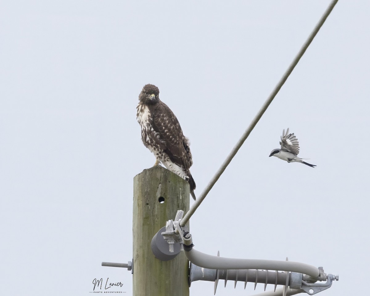 Loggerhead Shrike - ML642429793