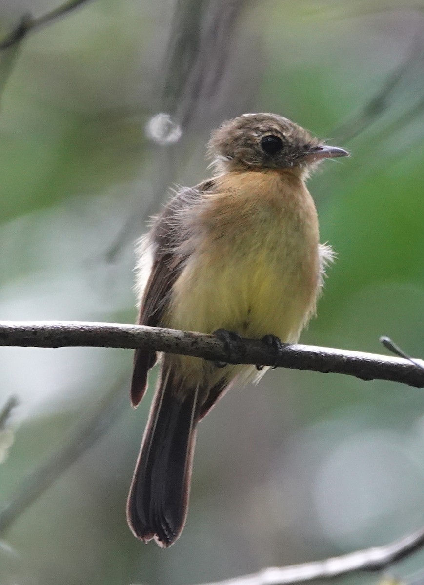 Whiskered Flycatcher (Yellow-rumped) - ML642429795