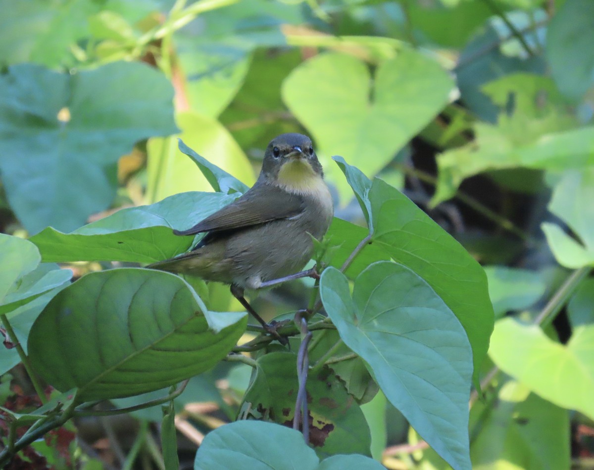 Common Yellowthroat - ML642429796