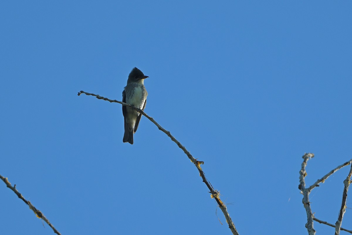 Olive-sided Flycatcher - ML642429808