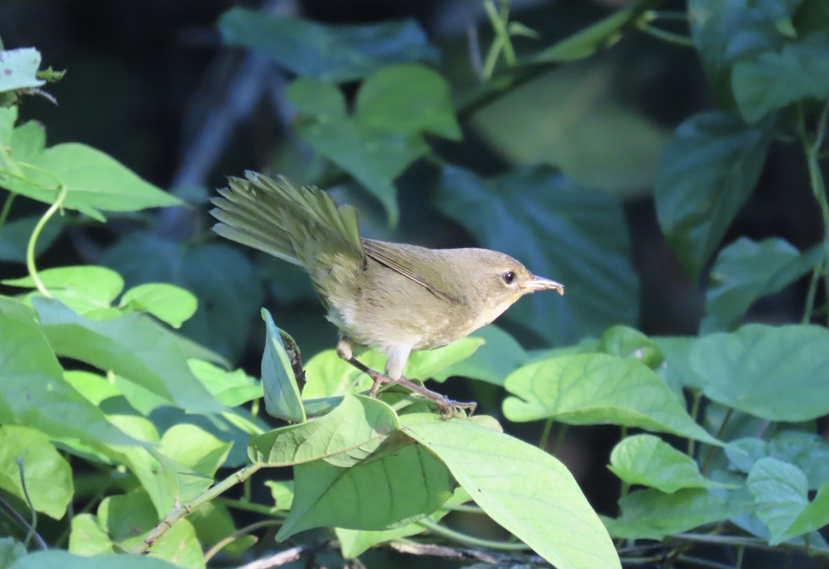 Common Yellowthroat - ML642429811