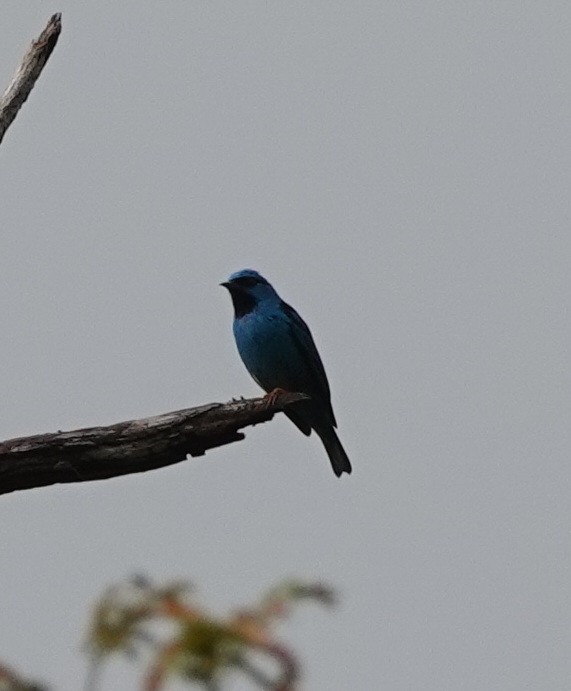 Blue Dacnis - ML642429812
