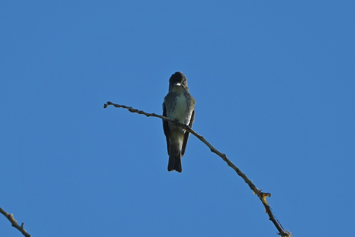 Olive-sided Flycatcher - ML642429814