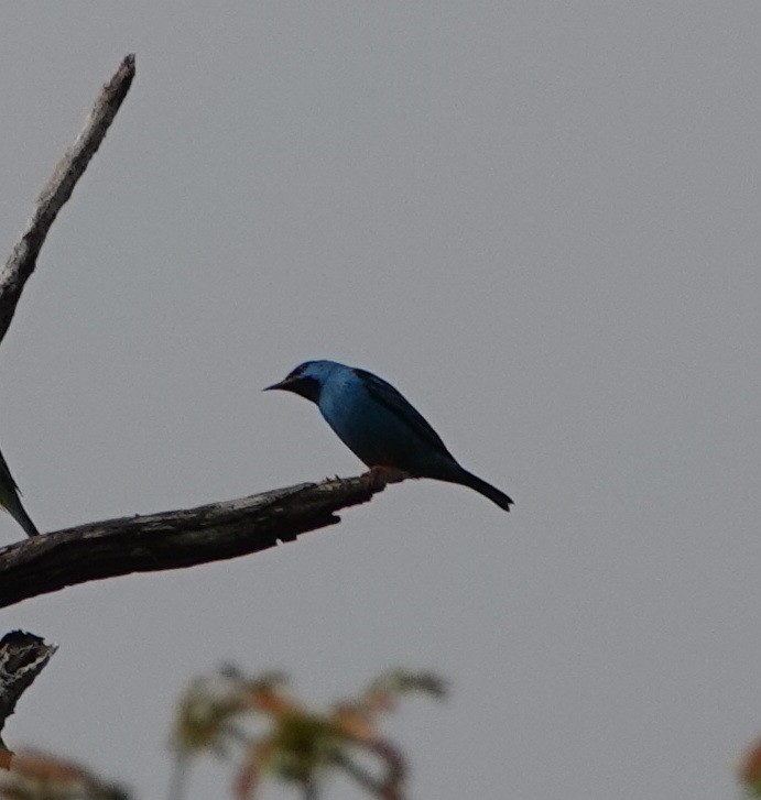 Blue Dacnis - ML642429819