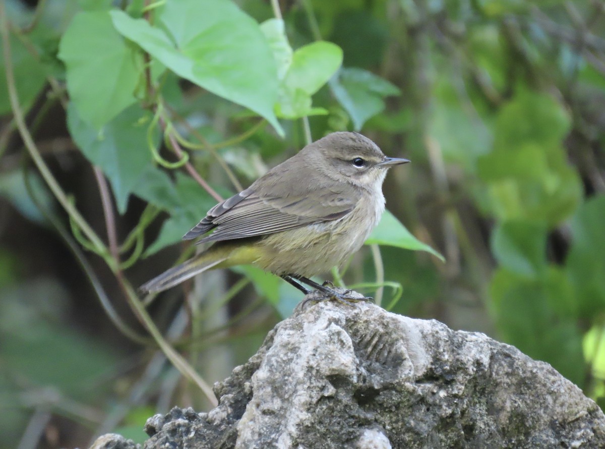 Palm Warbler - ML642429823