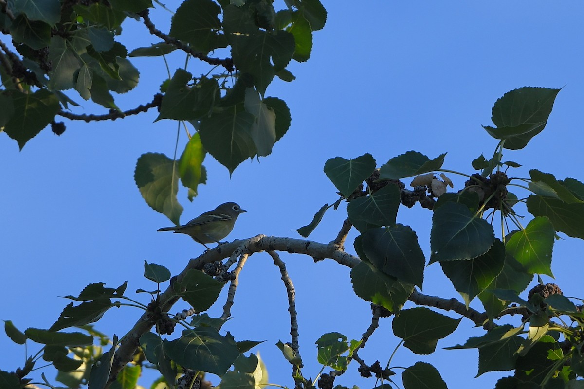 Blue-headed Vireo - ML642429825
