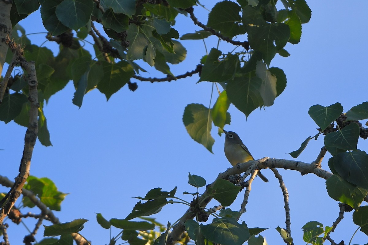 Blue-headed Vireo - ML642429834
