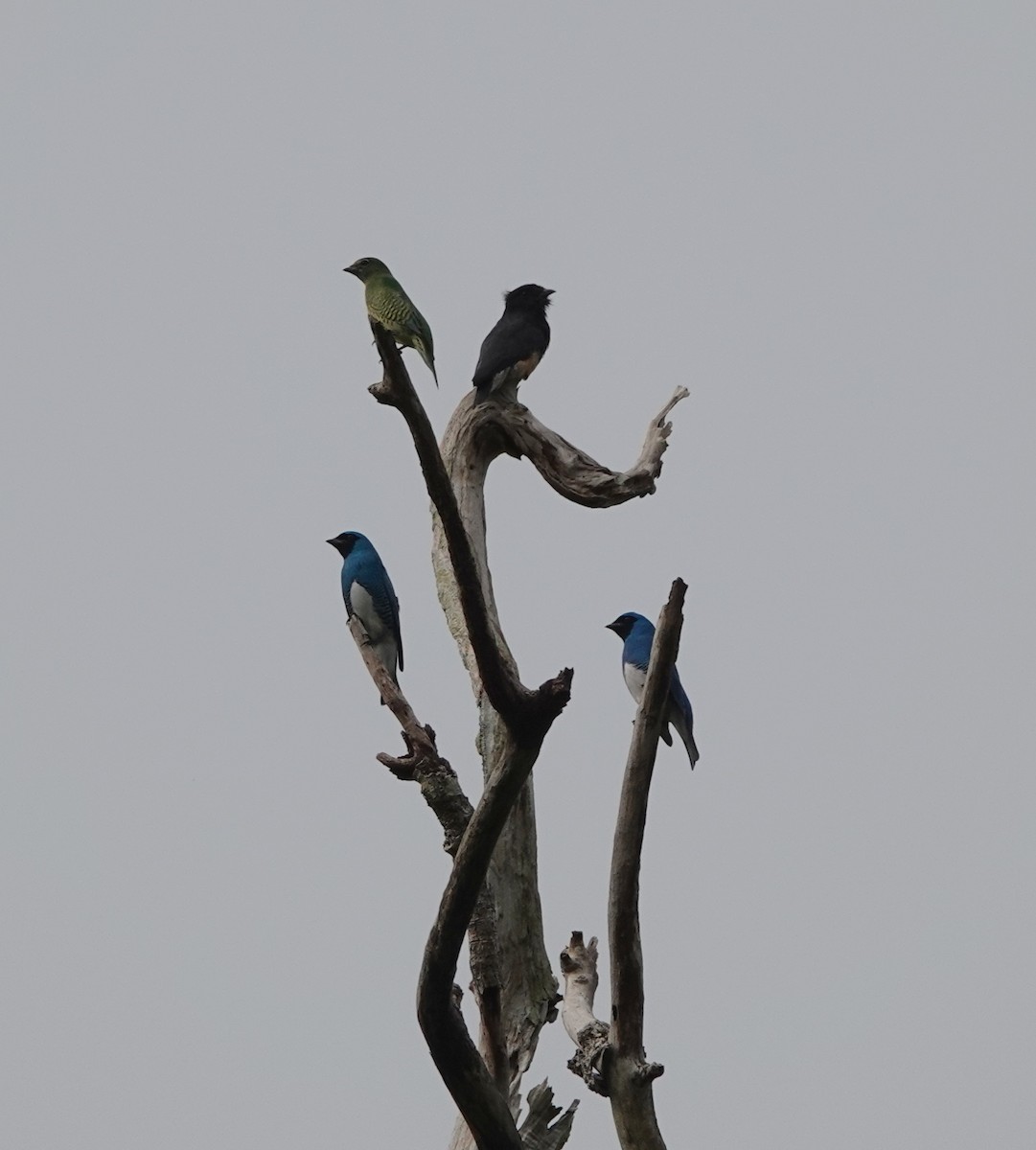 Swallow Tanager - ML642429836