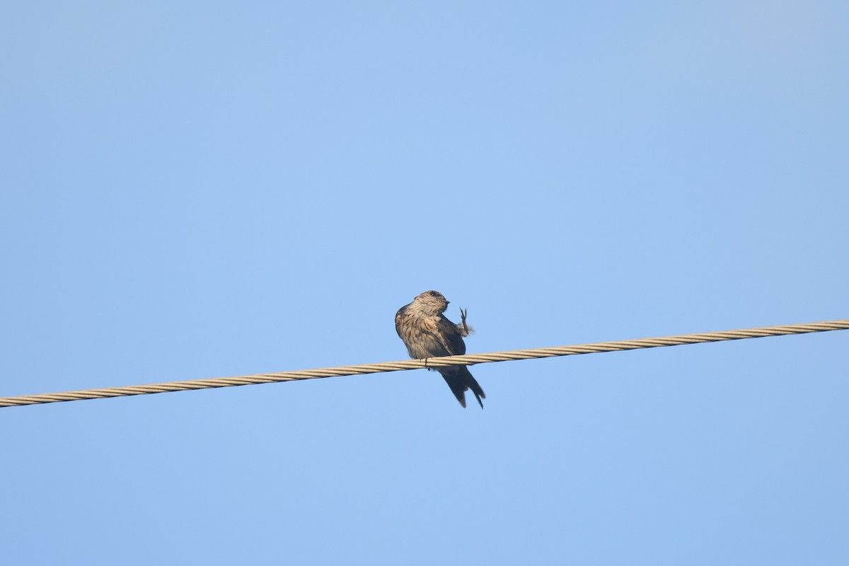 Eastern Red-rumped Swallow (Striated) - ML642429844