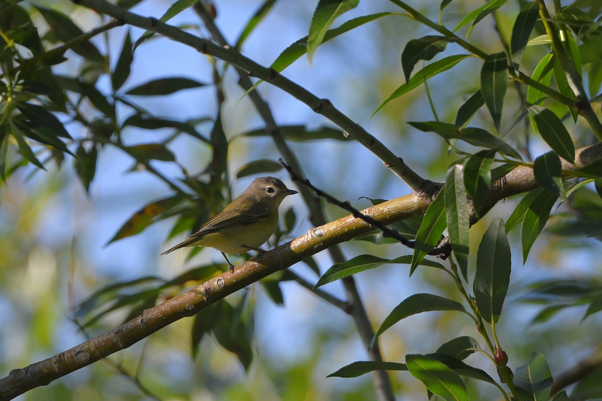 Eastern/Western Warbling Vireo - ML642429846