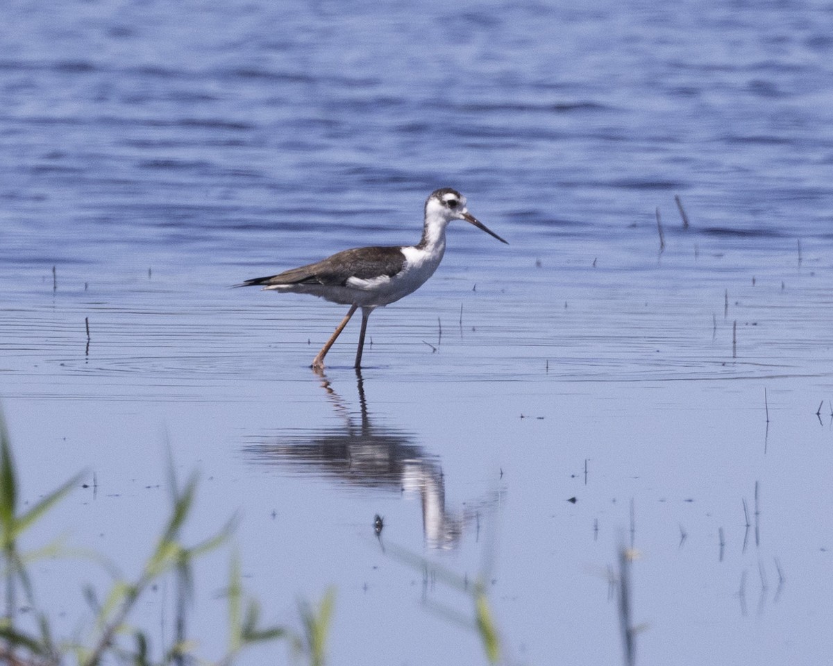 Black-necked Stilt - ML642429862