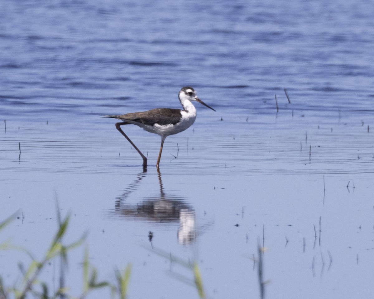 Black-necked Stilt - ML642429863