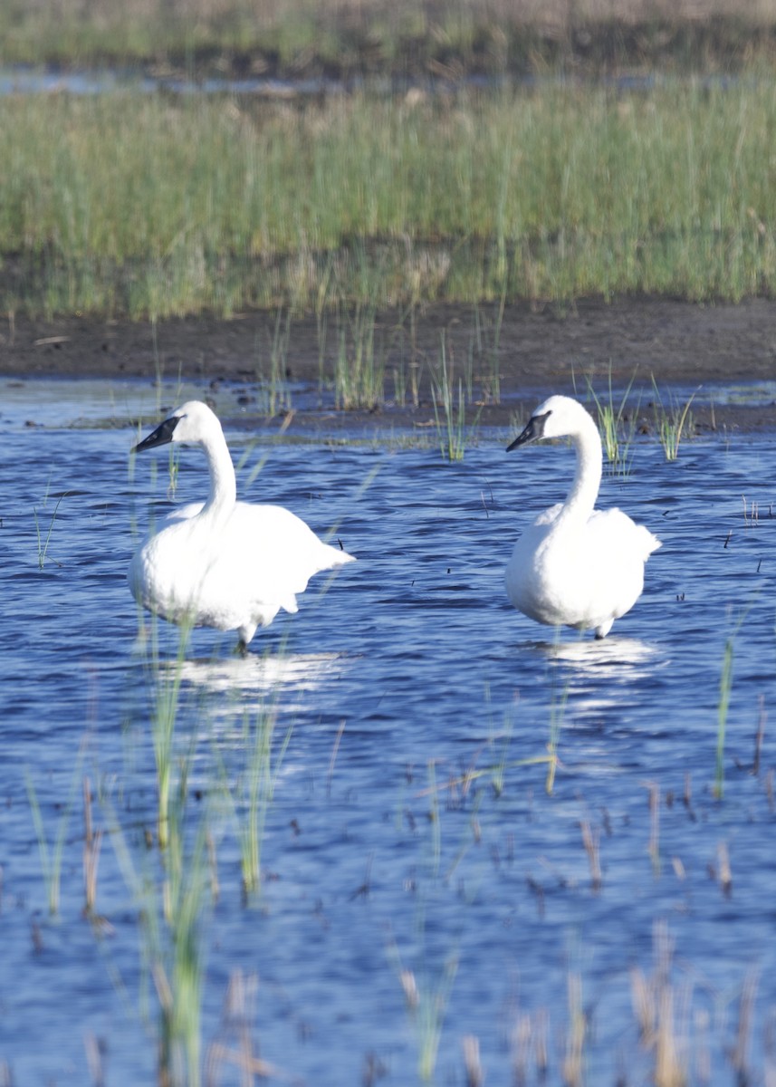 Trumpeter Swan - ML642429894