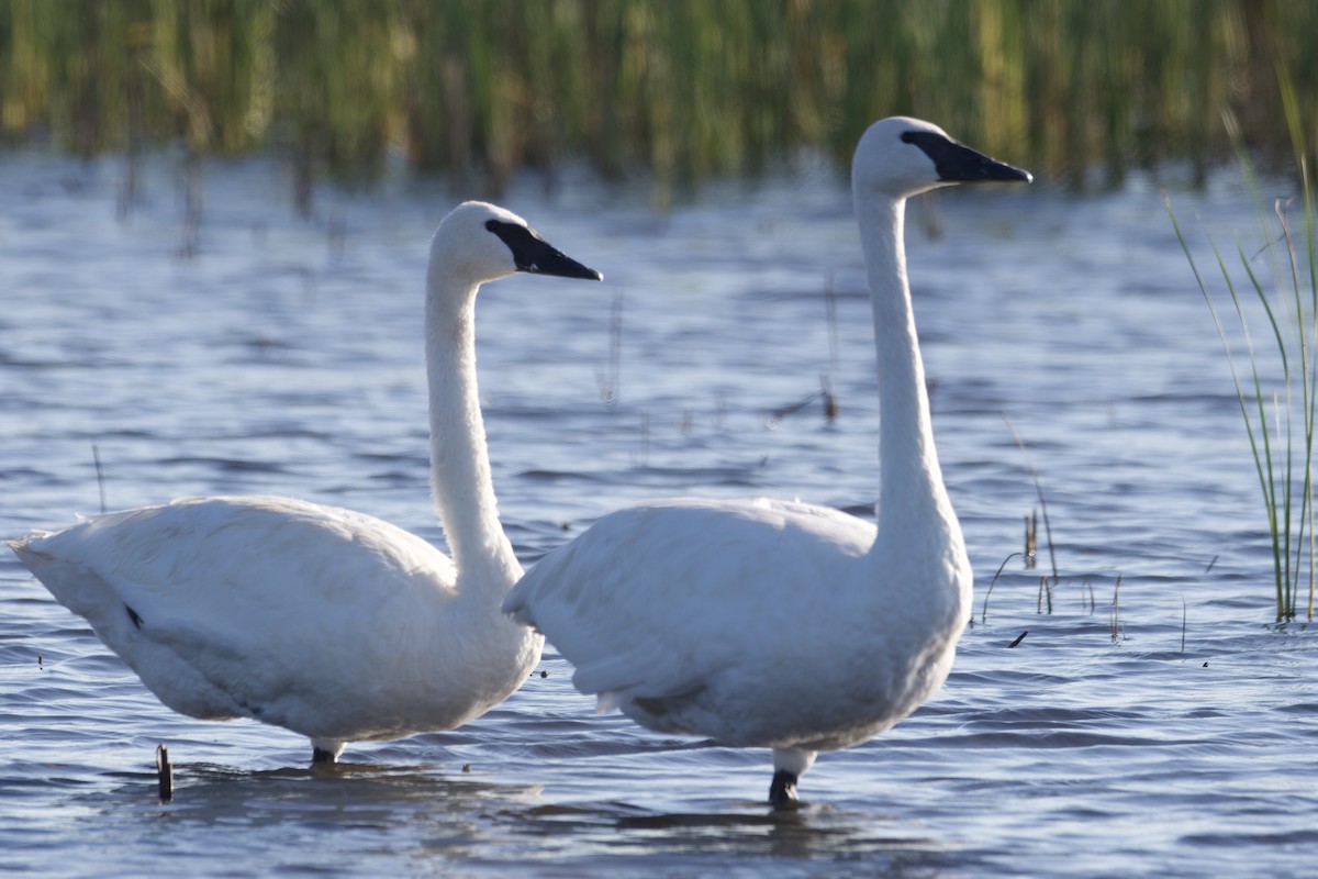 Trumpeter Swan - ML642429897