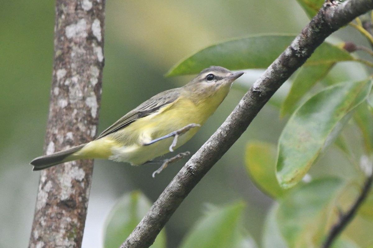 Philadelphia Vireo - ML642429909