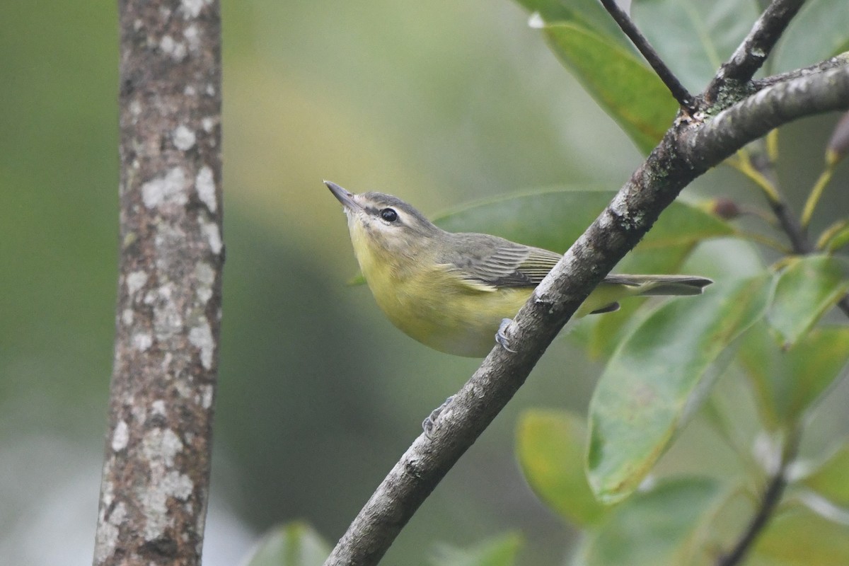Philadelphia Vireo - ML642429911
