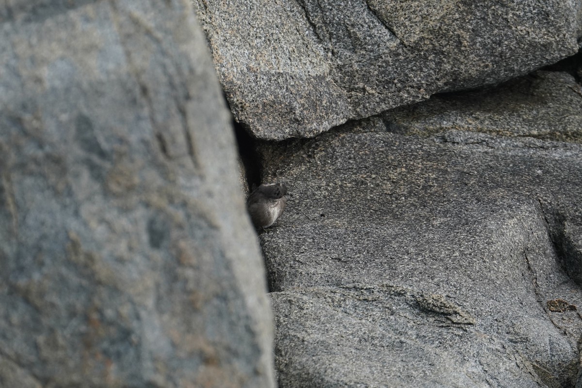 Dark-bellied Cinclodes - ML642429915