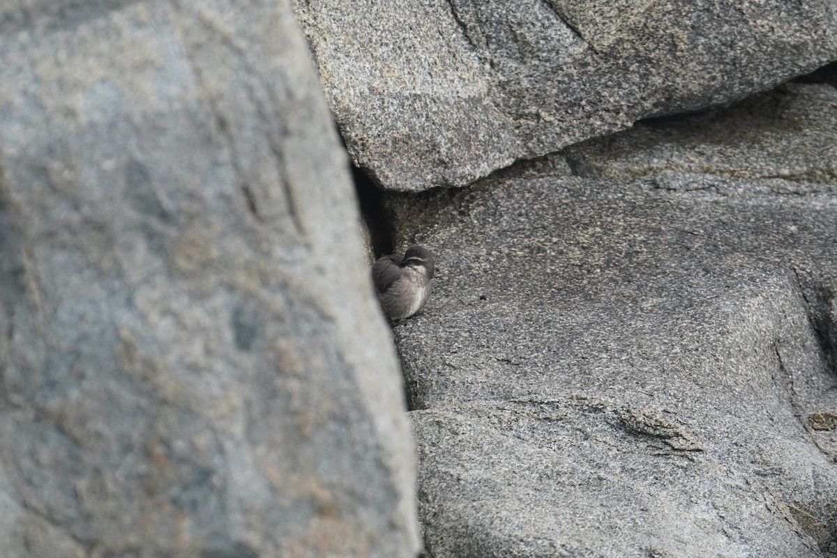 Dark-bellied Cinclodes - ML642429916