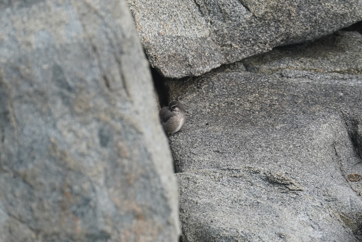 Dark-bellied Cinclodes - ML642429917