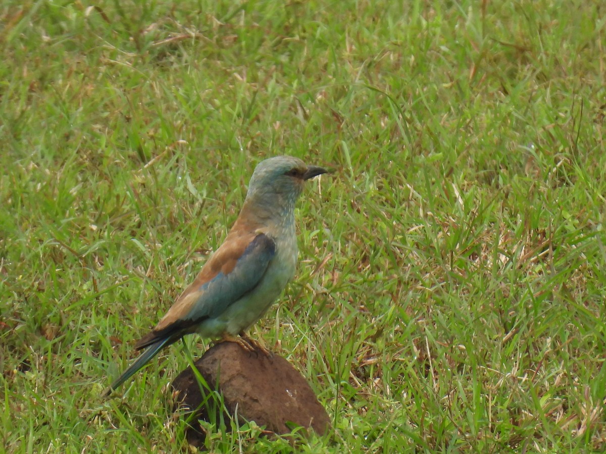 European Roller - ML642429924
