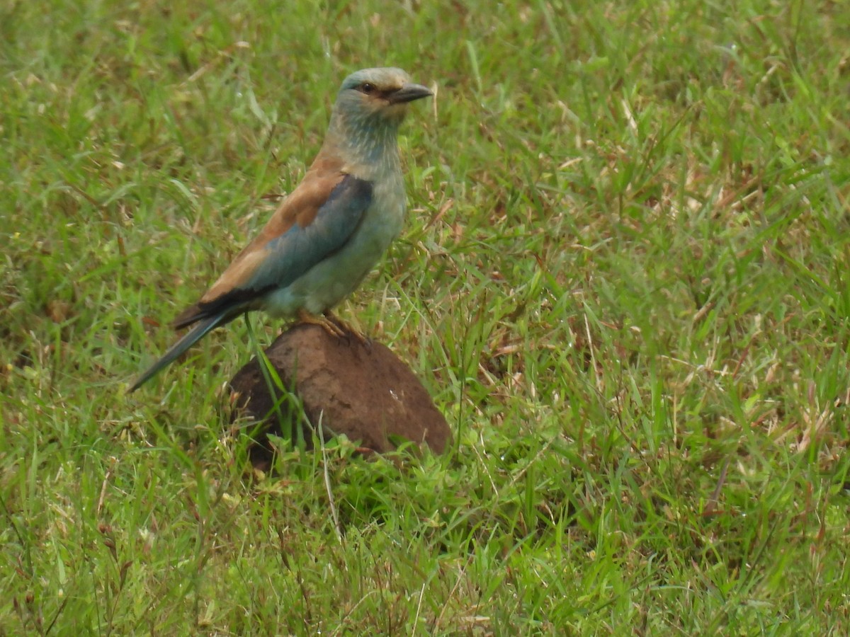 European Roller - ML642429925
