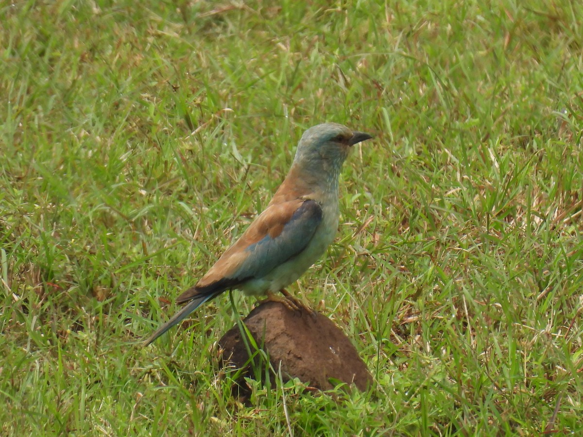 European Roller - ML642429926