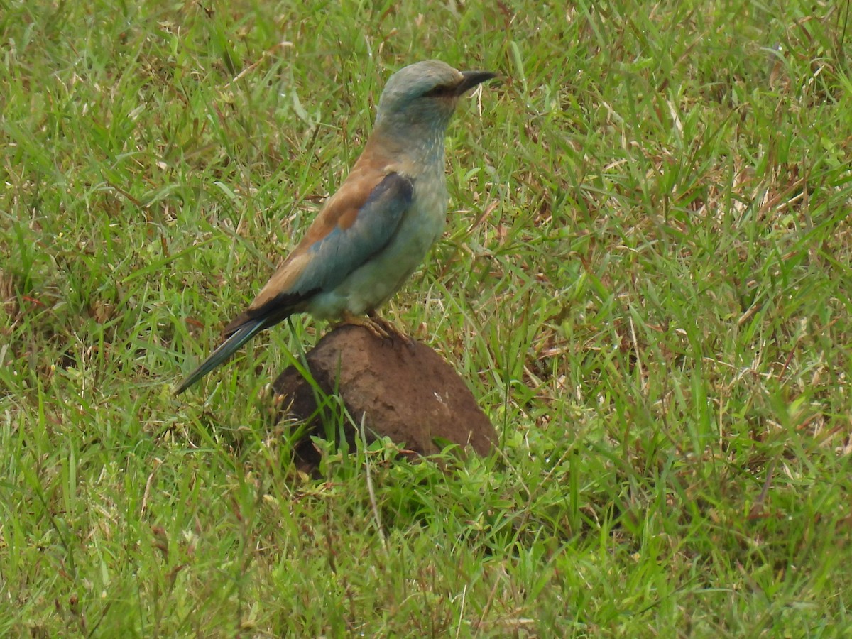 European Roller - ML642429927