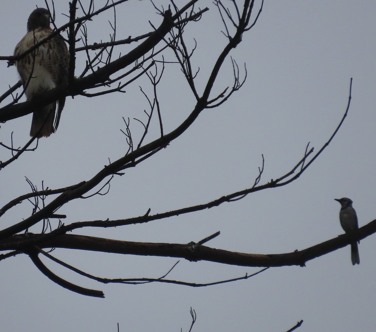 Red-tailed Hawk - ML642429947