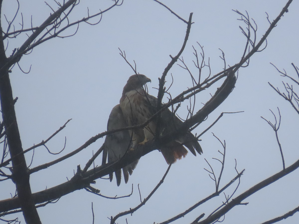 Red-tailed Hawk - ML642429948