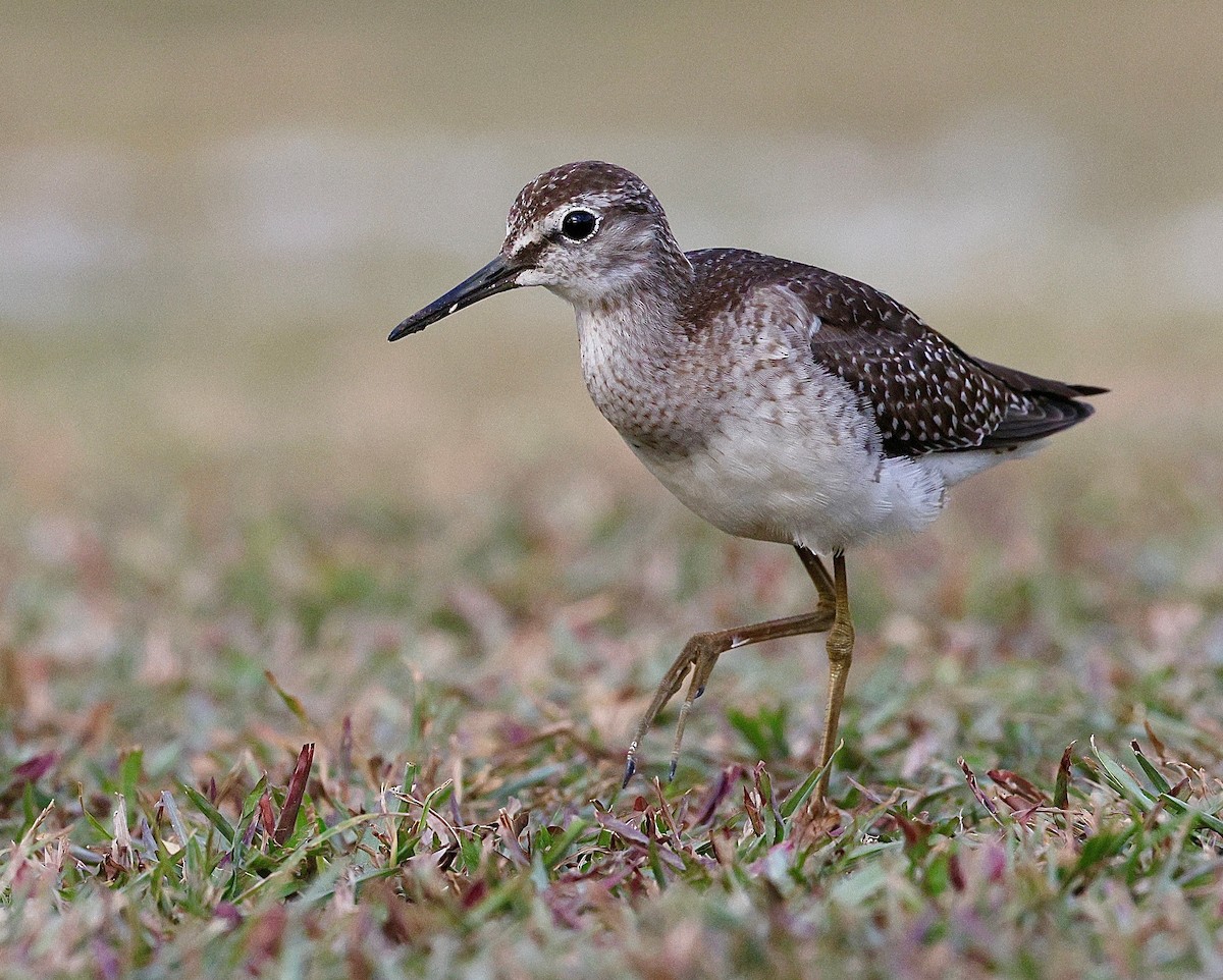Wood Sandpiper - ML642429959