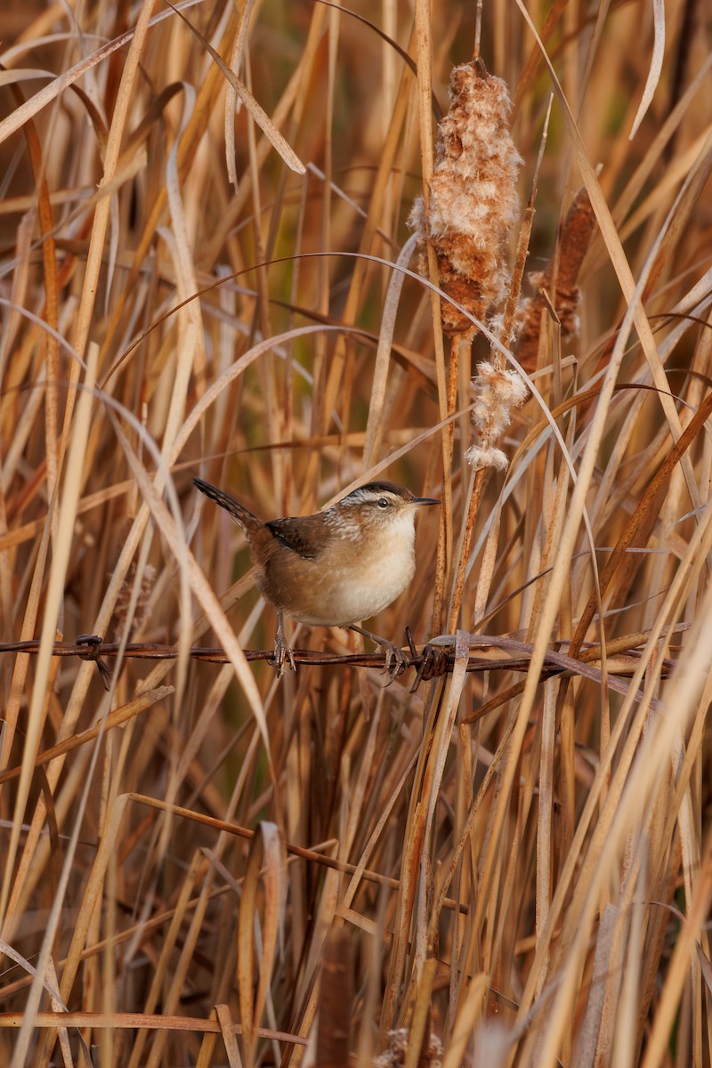Marsh Wren - ML642429960