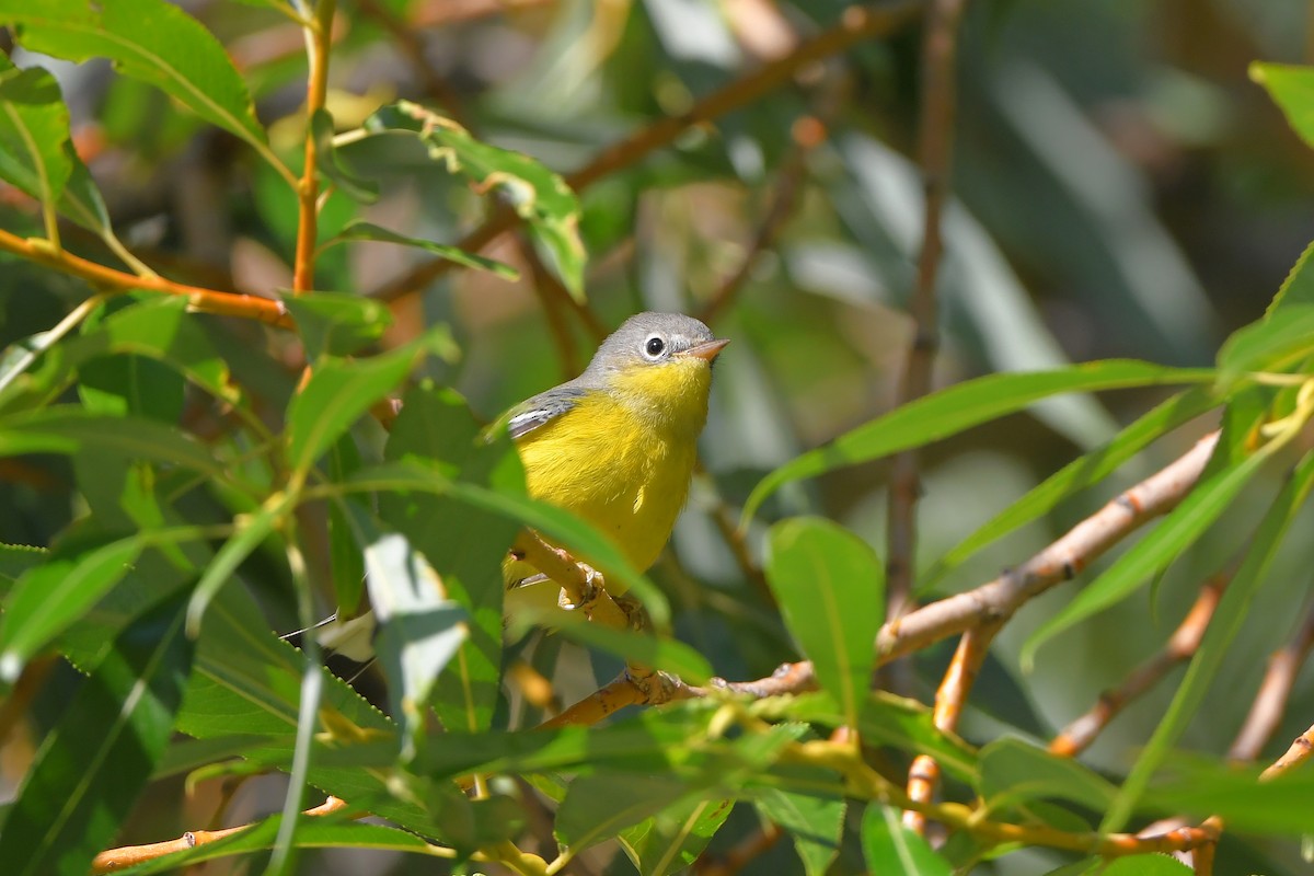Magnolia Warbler - ML642429961