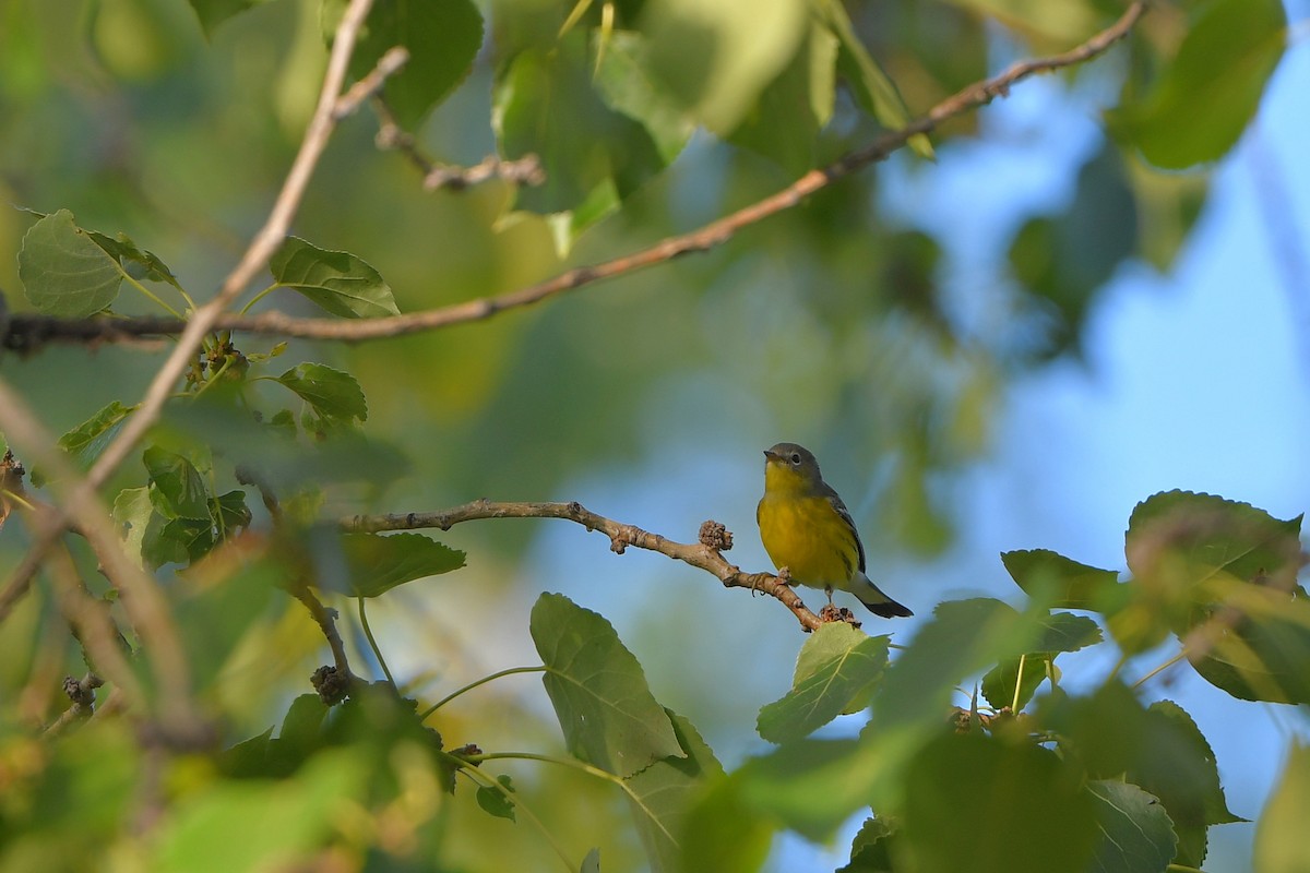 Magnolia Warbler - ML642429963