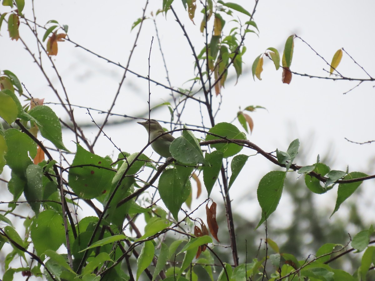 Red-eyed Vireo - ML642429967