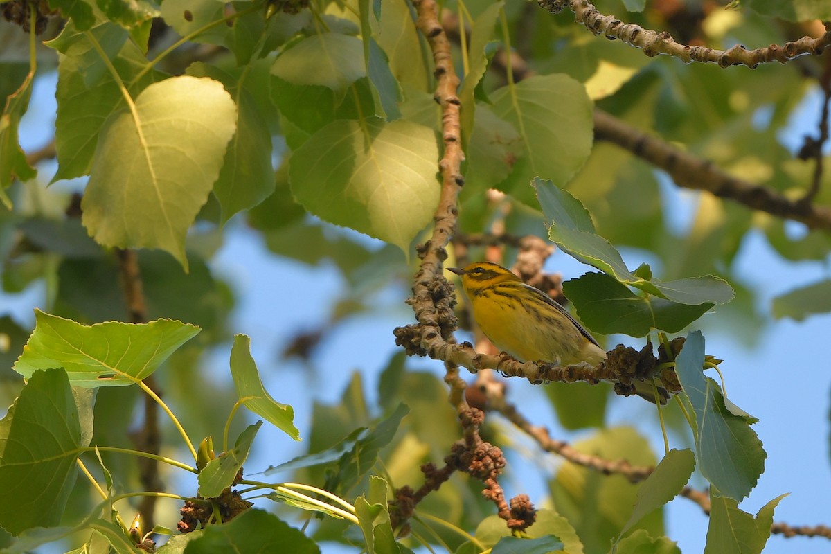 Townsend's Warbler - ML642429970