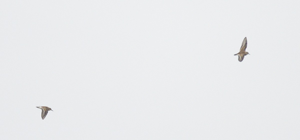 アメリカヒバリシギ - ML642429974