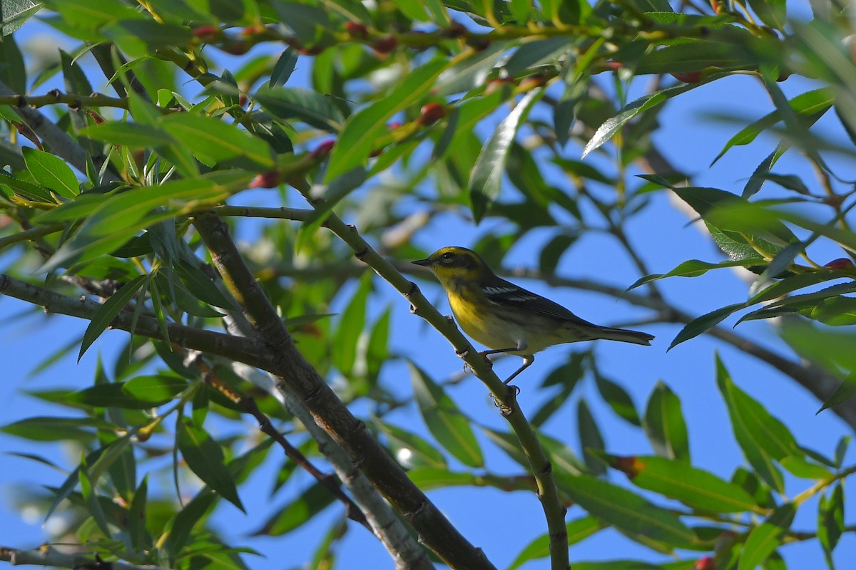 Townsend's Warbler - ML642429975
